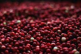 cranberries close up